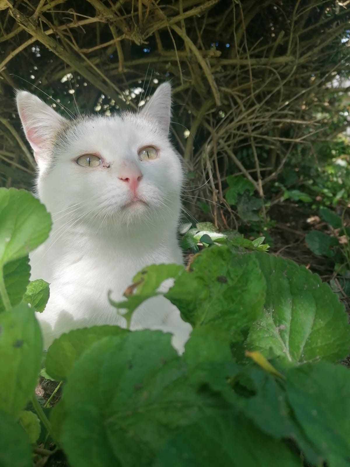 Louie im Gebüsch