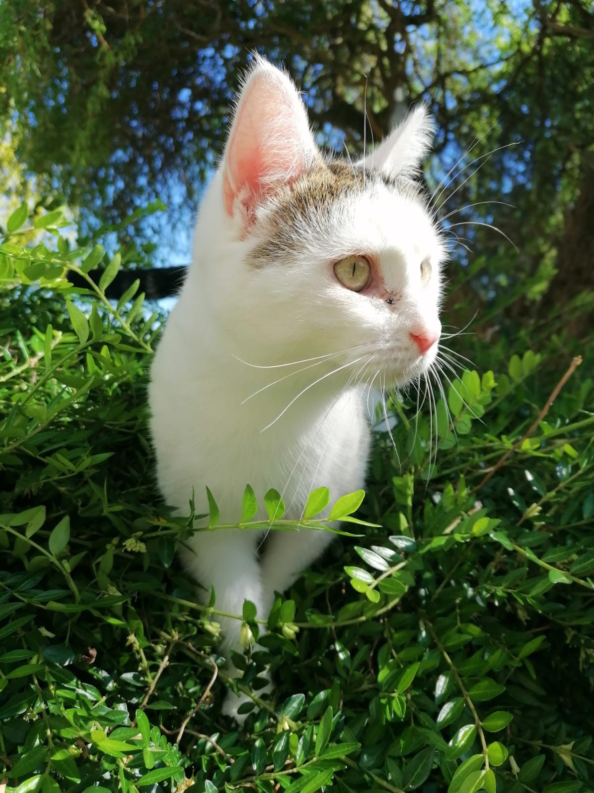Louie zwischen grünen Büschen, neugierig in die Sonne blickend