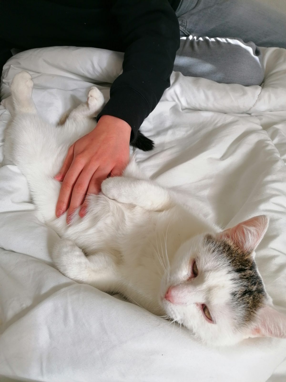 Louie zu Hause