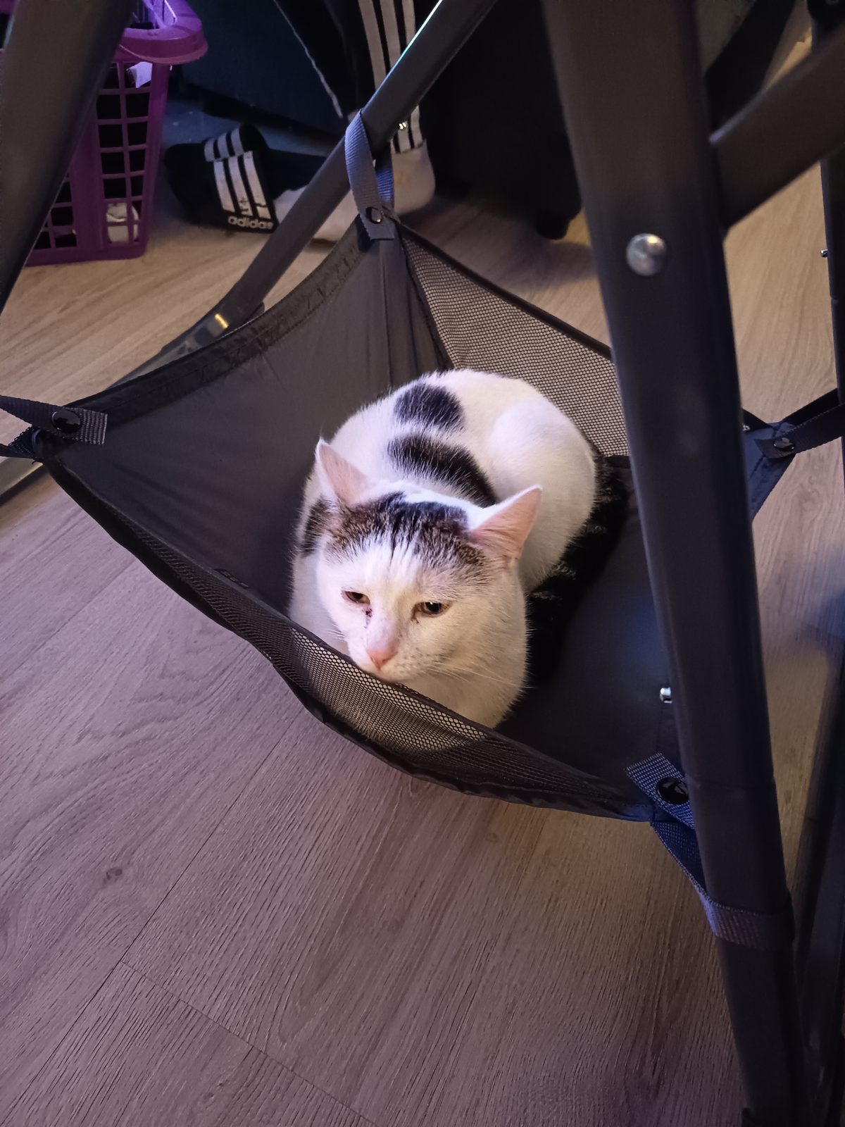 Louie schaut neugierig