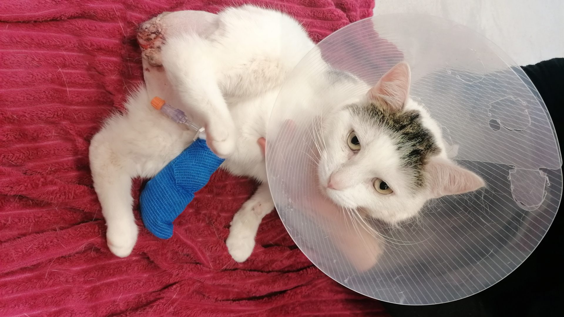 Louie nach dem Angriff — mit Halskrause und Venenzugang in der Tierklinik