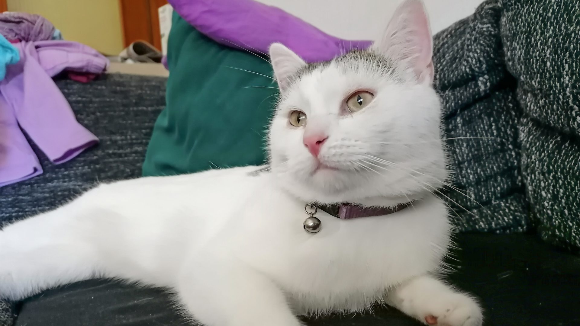 Louie gesund und entspannt zu Hause auf dem Sofa