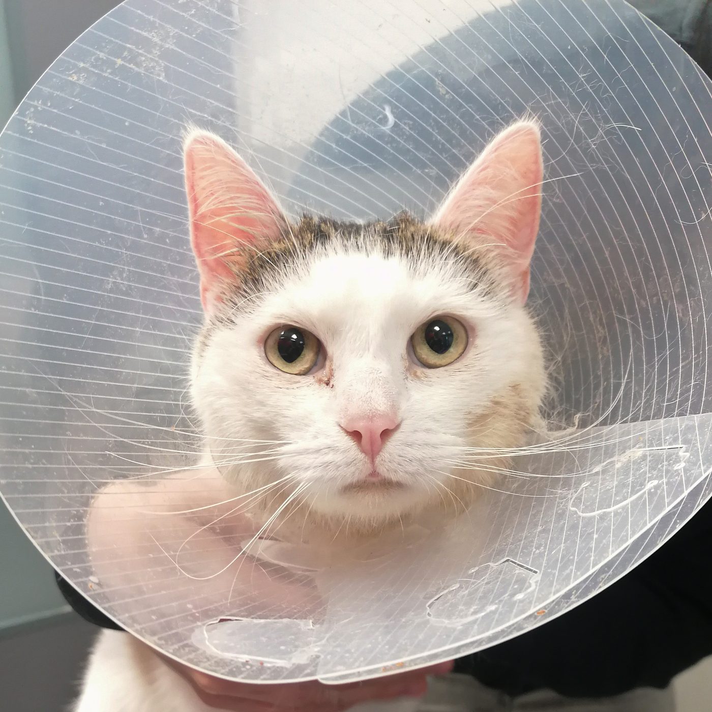 Louie nach dem Angriff — mit Halskrause in der Tierklinik