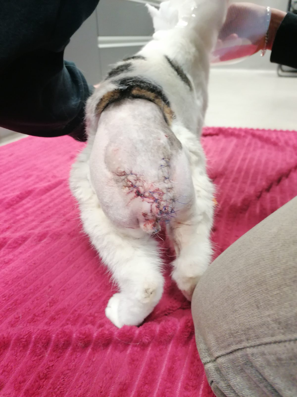 Louie nach der Operation, mit Verband