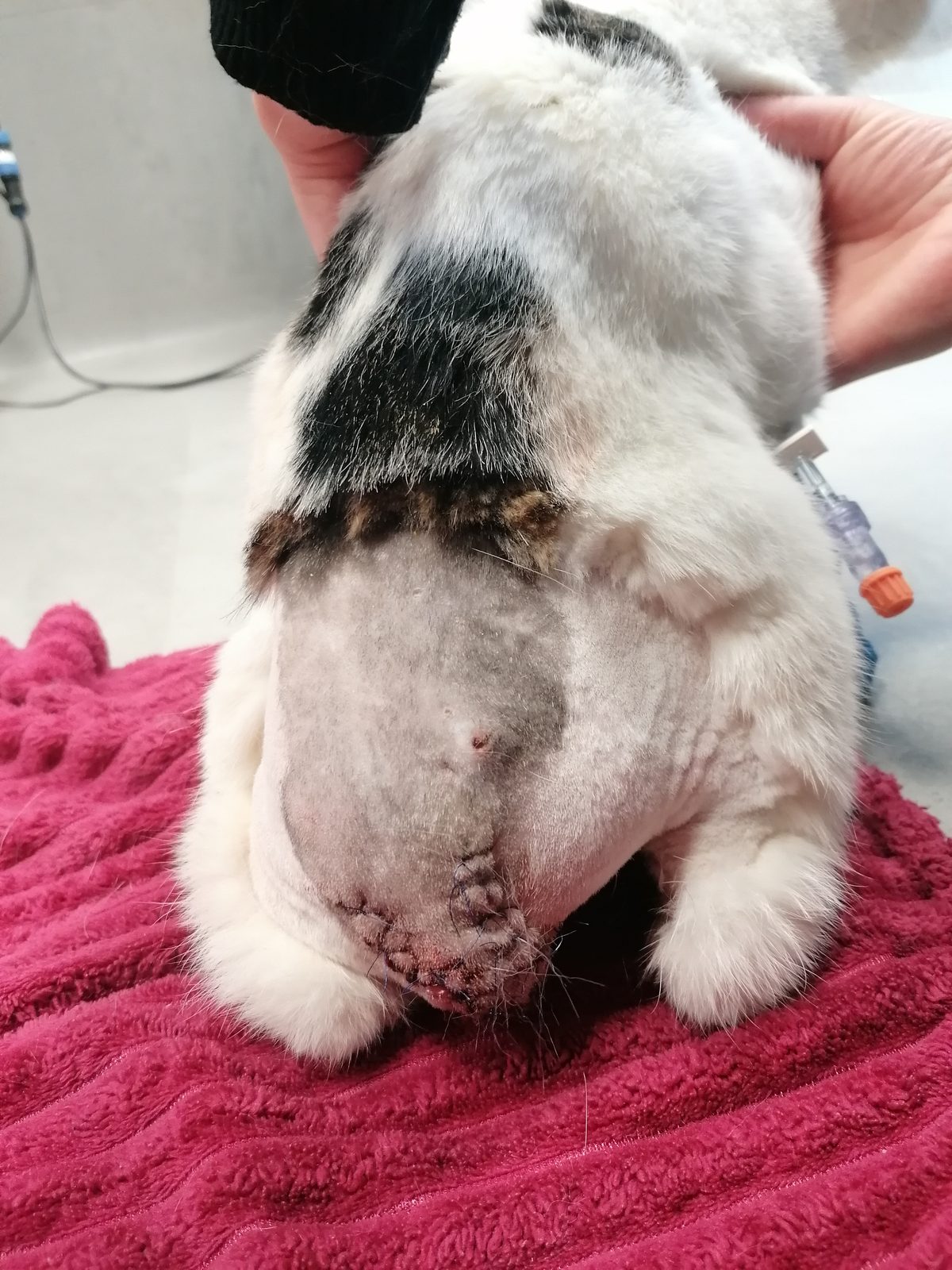 Louie in der Klinik