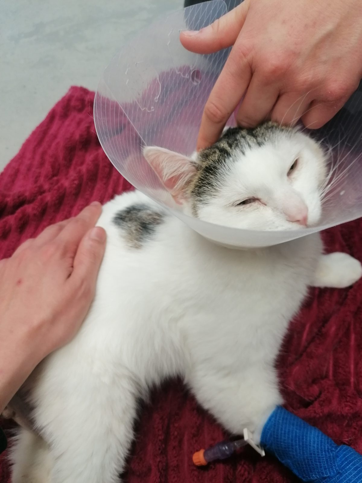Louie mit Halskrause und Venenzugang in der Tierklinik. Eine Hand krämmt sich über seinen Kopf.